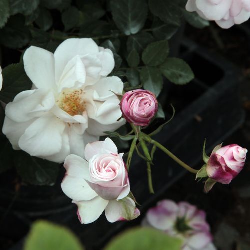 Rosa Félicité et Perpétue - biela - Stromková ruža s drobnými kvetmistromková ruža s kríkovitou tvarou koruny
